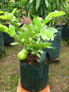 BHARATNURSERY Guava Plant