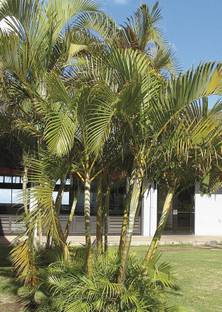 EliteGreen Areca Palm