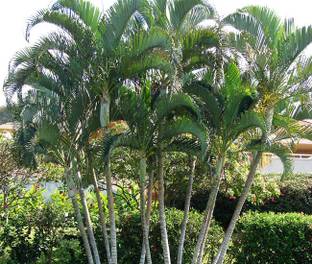 EliteGreen Areca Palm