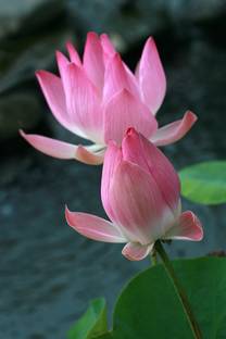 PRINTHUBS 45.72 cm Beautiful Lotus Flower Poster for Livingroom Home Wall Decor (Size24X18 Inch)S42 Self Adhesive Sticker