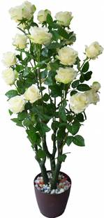 GreenyOn Rose Plant