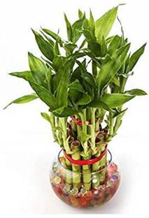Real Nature 2 Layer Lucky Bamboo Plant with Round Glass Bowl and Colored Jelly Balls जंगली नकली पौधा पॉट के साथ