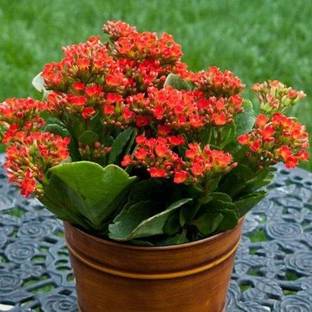 Gallery Earth Plant Kalanchoe Plant