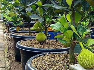 Fulmala Nursery Jack Fruit Plant