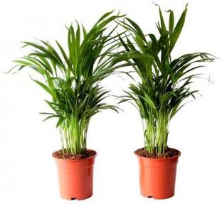 Areca Pulm Areca Plam