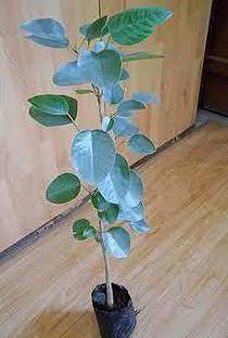 QUEEEN GULU Red Sandalwood Plant