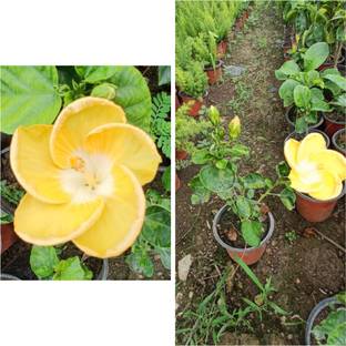 HYBRID Hibiscus Plant