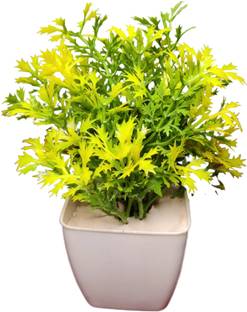 DEVBHOOMI Bonsai Wild Artificial Plant  with Pot