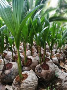My Dream Nursery Coconut Plant