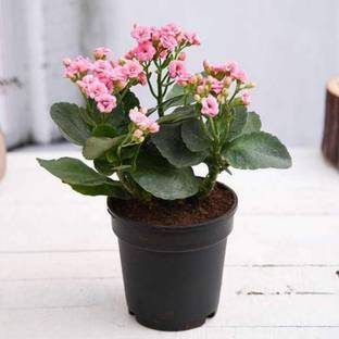 EliteGreen Kalanchoe Plant