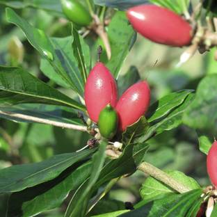 Abamec Berry Fruit Tree Seed