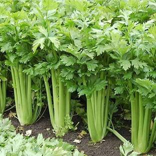 Beej Wala Coriander Seeds Dhaniya Seed Only (50g) Seed
