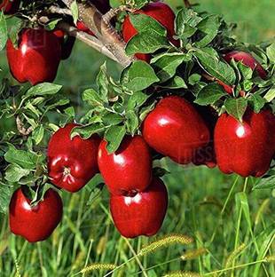 KANAYA Apple Fruit Hybrid Seed