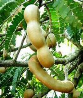 EliteGreen Tamarind Plant