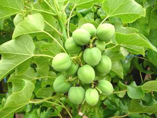 Plantzoin Jatropha