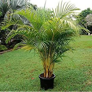 classic green earth Areca Palm plant 20 seeds for seedling Seed