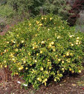 My Dream Nursery Lemon Plant