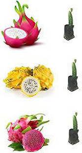 Mohomaya Dragon Tree