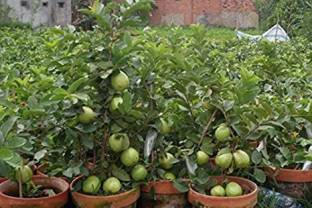 Mohomaya Guava Plant
