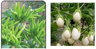 Beej Wala Pepper Chilli Brinjal White Oblong Round Eggplant Seeds 50 seeds per packet Seed