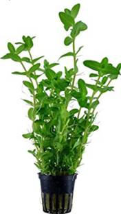 My Dream Nursery Bacopa Monnieri