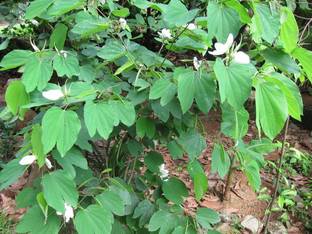 Cloud Farm Kanchana Plant
