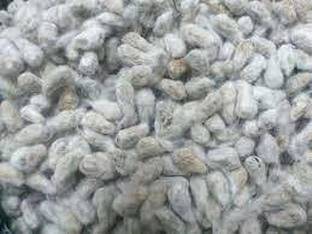 SM Exports Paruthi Vithai Seed