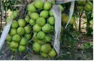 SeedStore Rare hybrid high yield Kera Sankara Dwarf D&T Coconut Seed