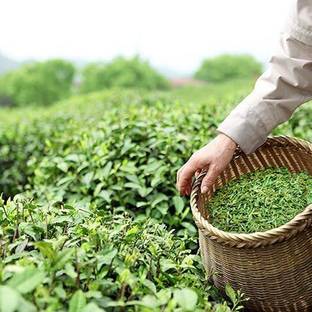 PlantQuipo Tea Plant