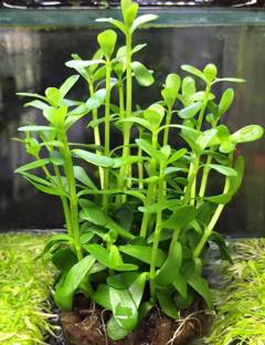 Risenshine Bacopa Monnieri
