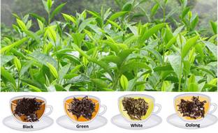 My Dream Nursery Tea Plant