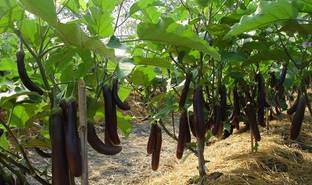 Farm Club Brinjal
