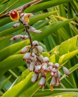 KUNUBON Elaichi/Cardamom Plant