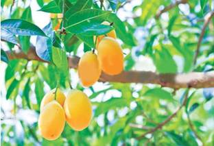 Chausa Grafted Mango Plant