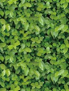 RosaStella 304.8 cm Green Leaves Waterproof Wallpaper Modern Decor Wall (304.8 x 45.72 cm) Self Adhesive Sticker