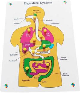 फायरफ़्लाइज़ Wooden Human Body Digestive System Tray Jigsaw Puzzle with knobs