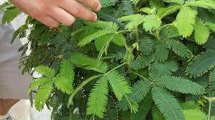 JAZEERA Shy Plant