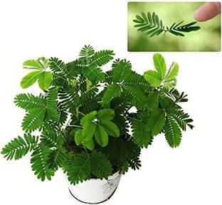 JAZEERA Shy Plant