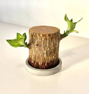 Mowaz Brazillian plant wood, Lucky plant wood Seed
