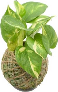 Ultima Search Kokedama