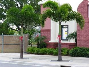 PLANTTOOZS Foxtail Palm Plant
