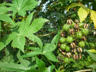 Faabiie FAABIIE Castor Ricinus Communis Castor oil Plant, Arandi Seeds, Pack of 100+ Seed