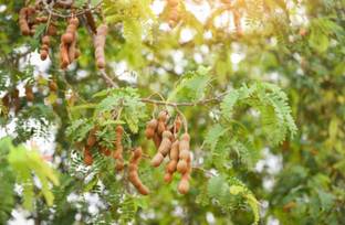 tatul Tamarind Plant