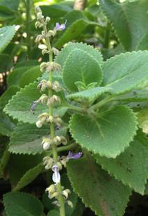 JAZEERA Ajwain Plant