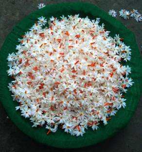 Durga Green Garden Parijat/Harsingar Plant