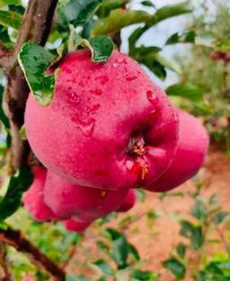 FSK Apple Plant