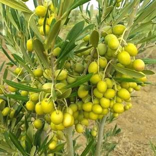 EliteGreen ZZ Plant