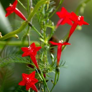 LIVOX Cypress Vine Flower Seed