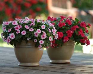 LIVOX Vinca flower Seed