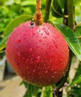 Miyazaki Grafted Mango Plant